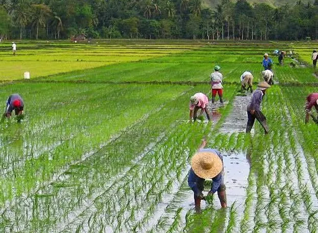 Farmers transplanting rice seedlings in a flooded paddy field